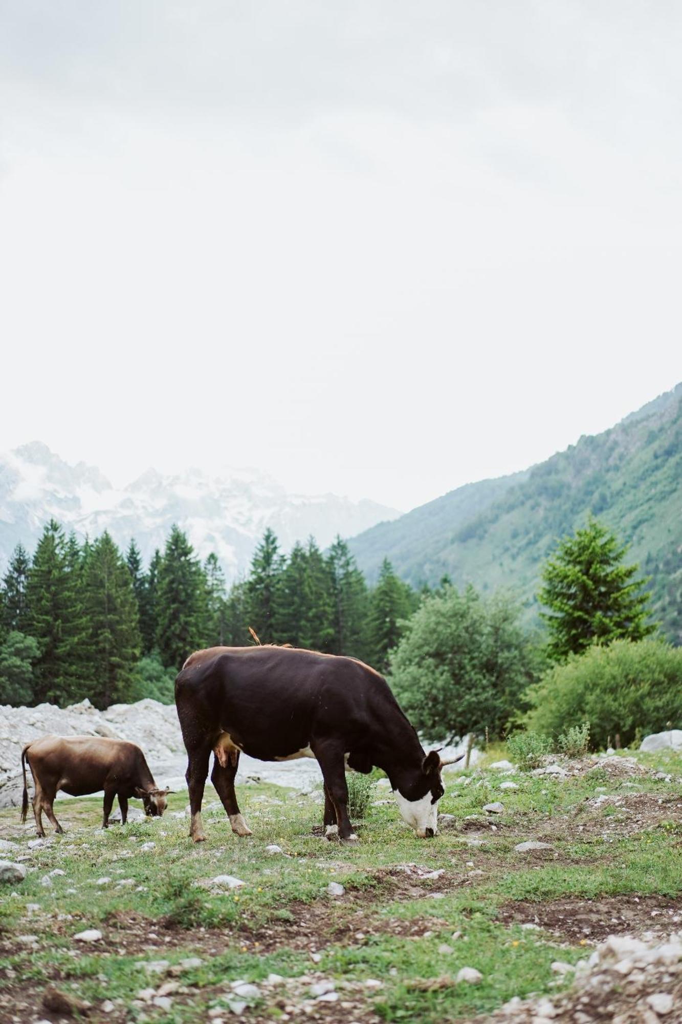 Valbona Resort & Spa Exterior photo